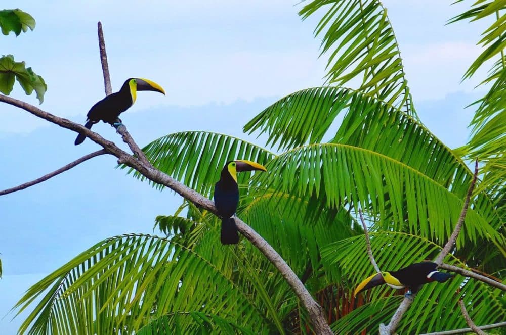 toucans