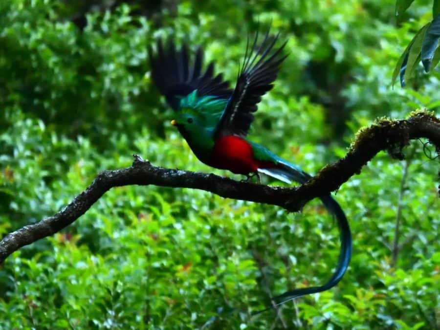 Vol du Quetzal