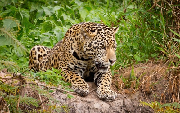 Jaguar, le roi de la jungle