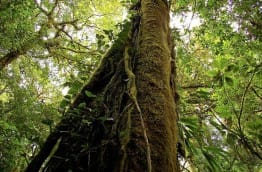 filière bois au Costa Rica en bonne santé