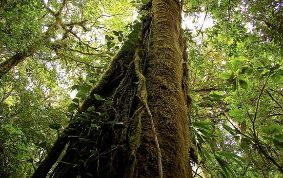 filière bois au Costa Rica en bonne santé