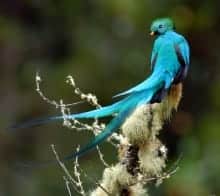 quetzal oiseaux sacre des asteques et des mayas
