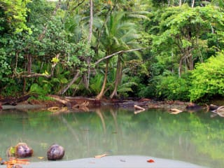 mangrove du parc national Corcovado