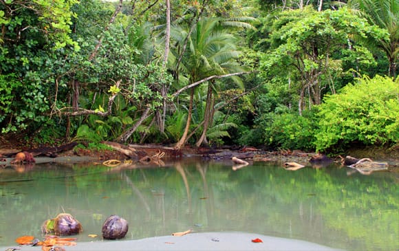 mangrove du parc national Corcovado