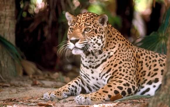 La Jaguar le plus gros félins des Amériques