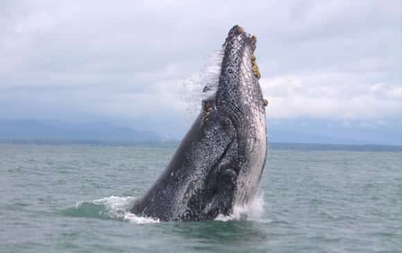 0507 observer plutot que chasser baleine