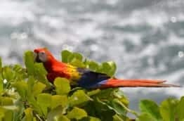 Good news for Scarlet Macaws!