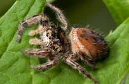 Découverte de la première araignée végétarienne au Costa Rica !