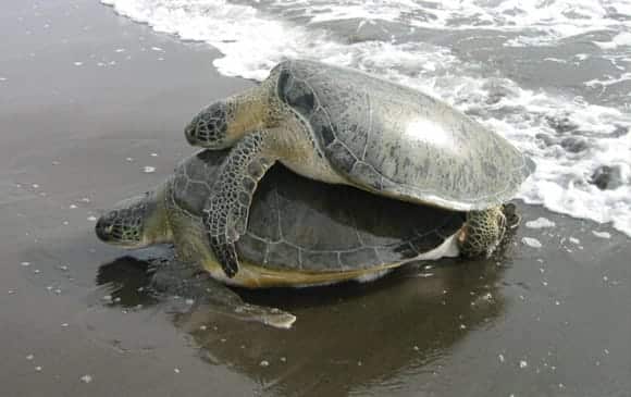 1012 wwf surveille tortues costa rica