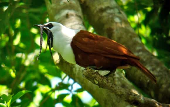 oiseaux-procnias-tricarunculatus-costa-rica-decouverte
