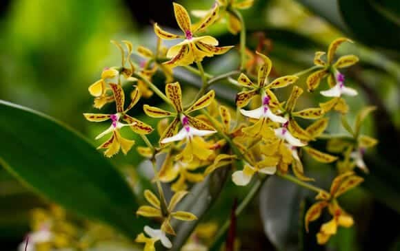 fete-orchidees-costa-rica-decouverte