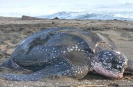tortue-luth-danger-costa-rica-decouverte