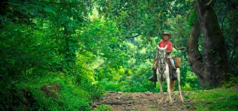 Cowboya sur son cheval au costa rica