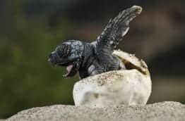 Playa Tortuga, combat pour sauver les tortues