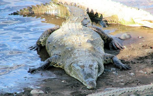 cherche femelle crocodile costa rica