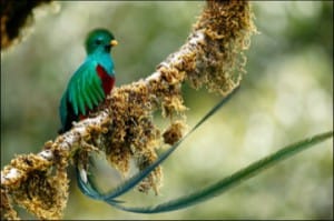 Le Quetzal resplendissant, oiseau sacré des Mayas et des Aztèques