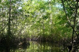La mangrove : trésor costaricien