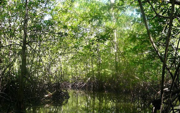 La mangrove de Sierpe