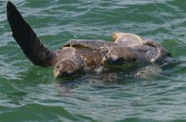 Accouplement de tortues vertes et baleines à bosses