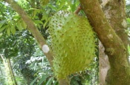 Le fruit du jour : la Guanabana ou Corossol