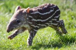 Naissance d’un tapir à San Carlos au Costa Rica