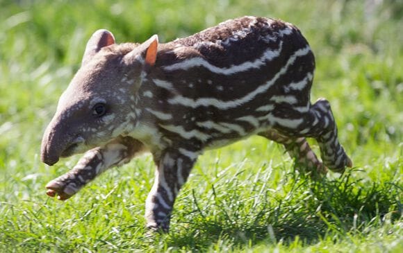 Bebe tapir