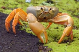 Une nouvelle espèce de crabe à Isla del Coco
