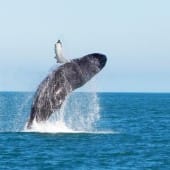 2012 marino ballena baleine