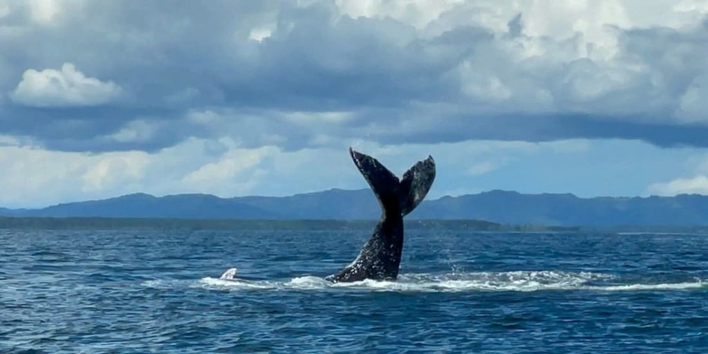 faune baleine bosse marino ballena Juan C Monino