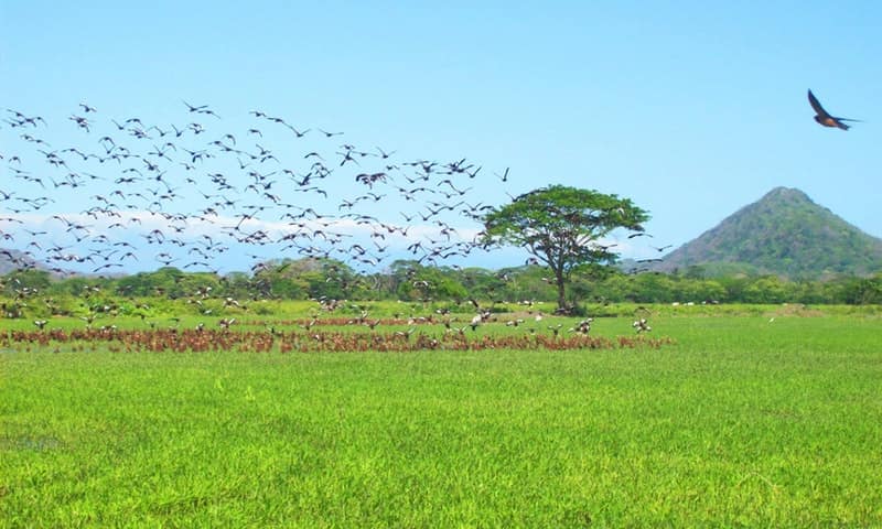 palo verde oiseaux costa rica decouverte