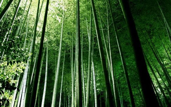 2402 bambou soyez ecolos