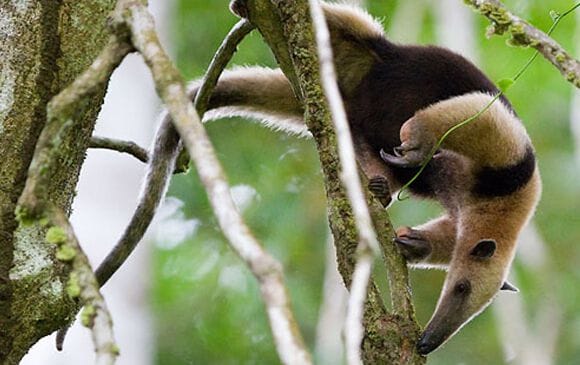 Le fourmiler arboricole à Corcovado au Costa Rica