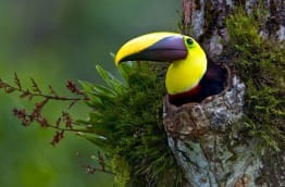 Toucan of Swainson