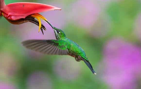Colibris du Costa Rica