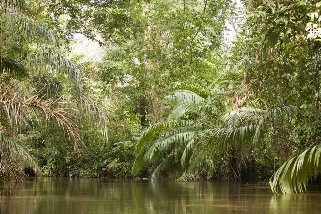 sierpe-mangrove-costa-rica-decouverte