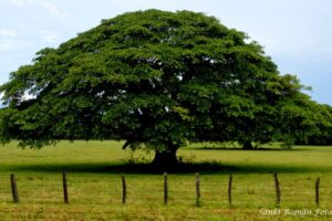 guanacaste arbre costa rica decouverte