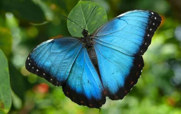 Papillon bleu Morpho