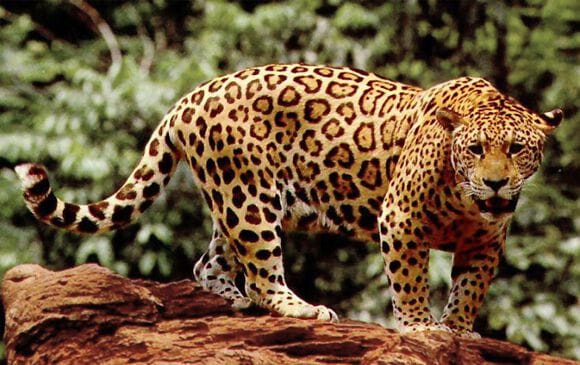 Jaguar dans la forêt tropicale