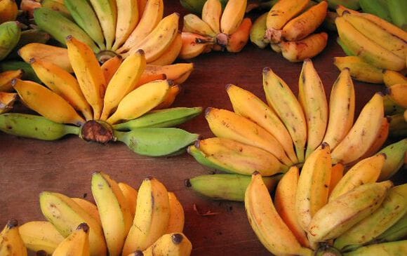 Banane bio du Costa Rica
