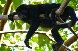Les quatre singes du Costa Rica