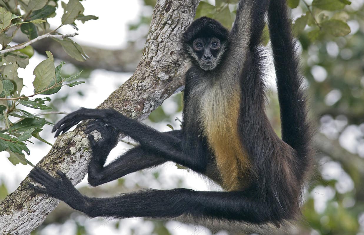 singes araignee, l'acrobate des forêts du Costa Rica