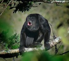singes hurleur