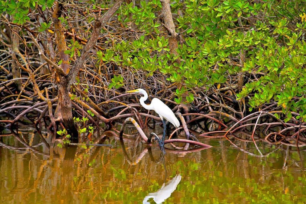 mangroves-costa-rica-decouverte