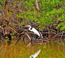 mangroves-costa-rica-decouverte