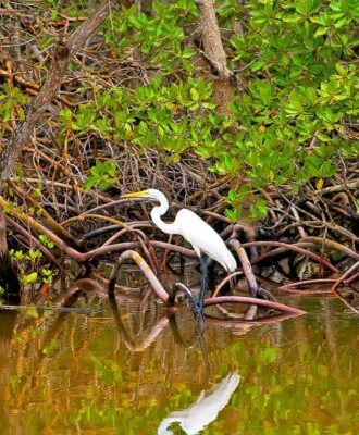 mangroves-costa-rica-decouverte