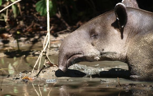 2203 tapir hitoy cerere