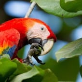 Ara macaw