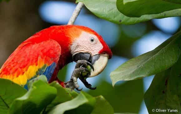 Ara macaw