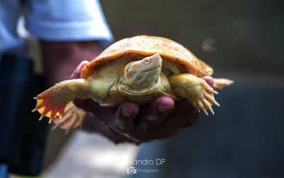 1009 tortue albinos cano negro costa rica