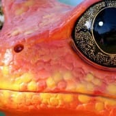 1403-Dendrobates-grenouilles- crapaud-costa-rica